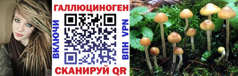 Купить закладки  Плёс  Псилоцибиновые грибы Psilocybine cubensis 